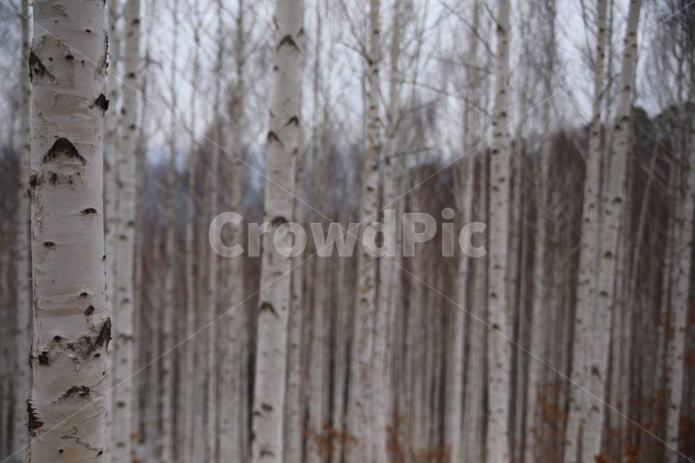 자작나무,나무,원대리,인제,강원도,풍경,자연,겨울,계절,winter,season,식물,자연,plants,nature,나무,trees,wood