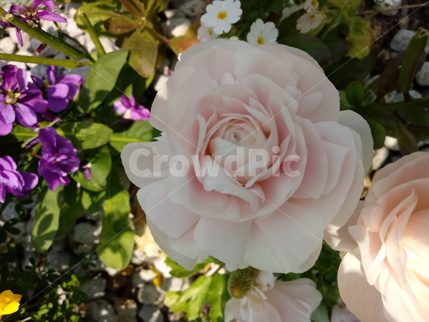 라넌큘러스,다년생,화단용,분화용,식물,꽃,식물,자연,plants,nature,꽃,flower