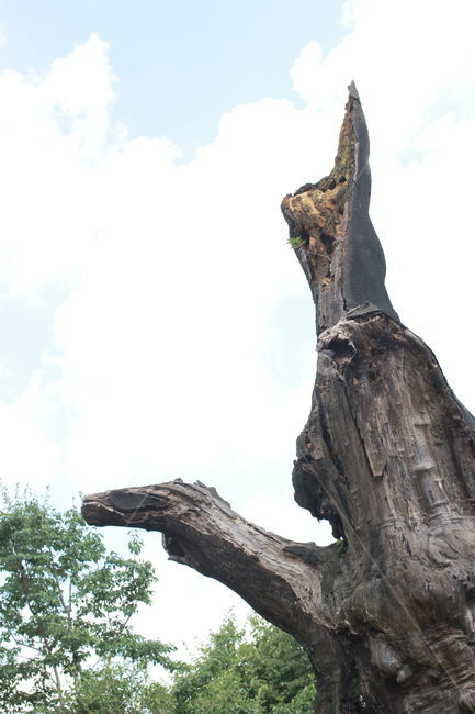 나무,하늘,고목,맑음,wood,tree,sky,조화,푸른