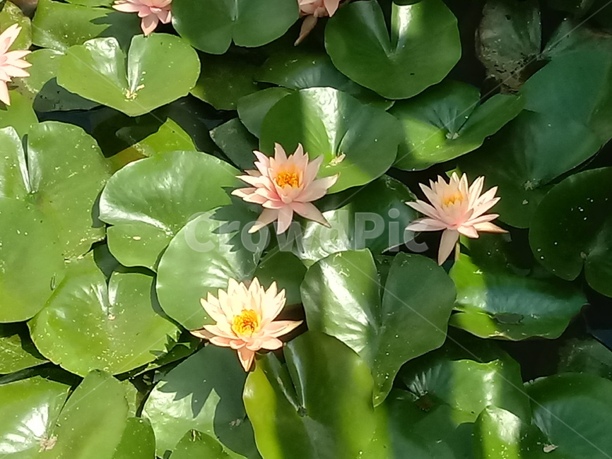 수련,다년생초본식물,수생식물,이판화,쌍자엽식물,자우련,waterlily