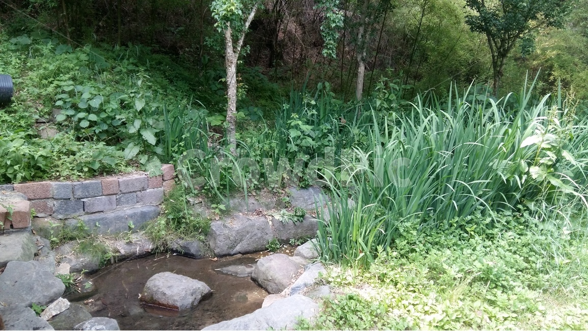 숲,나무,자연,풍경,개울,자연,풍경,nature,landscape,outdoors,옥외,water,물
