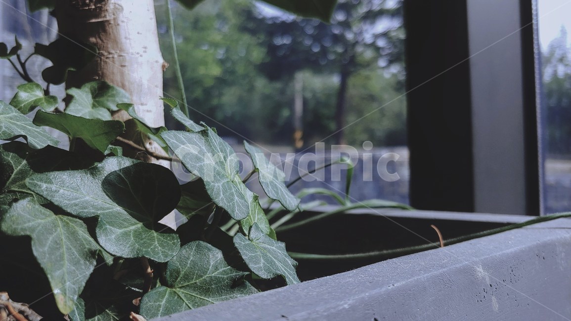cafe,green,gray,plant,flowerpot,화분,카페,풀,햇살