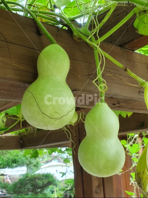 호리병박,나무기둥,줄기,calabash,stem