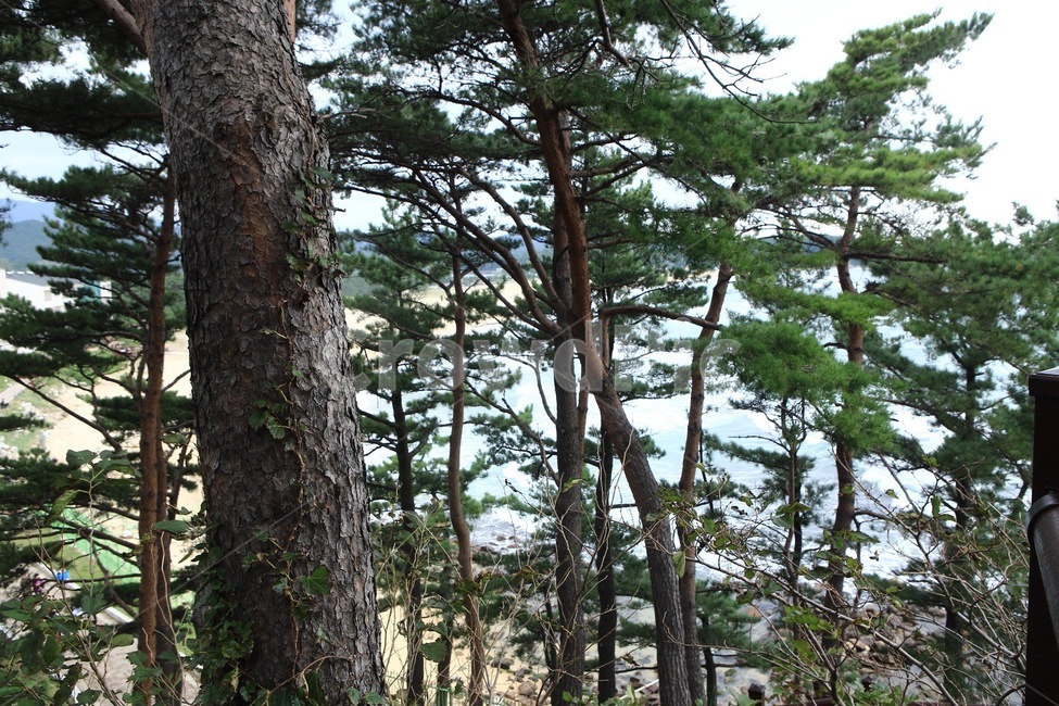 산,소나무,자연,숲,tree,finetree,식물