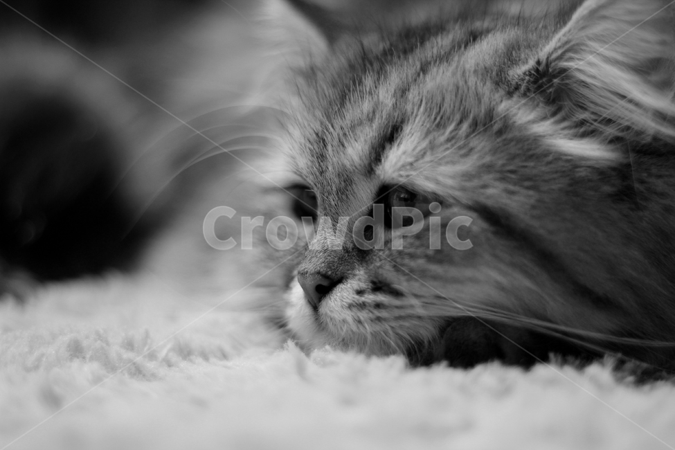 고양이,동물,흑백,귀여움,사랑스런,동물,animal,고양이,cat,kitten,kitty,흑백,모노톤,monochrome,black and white