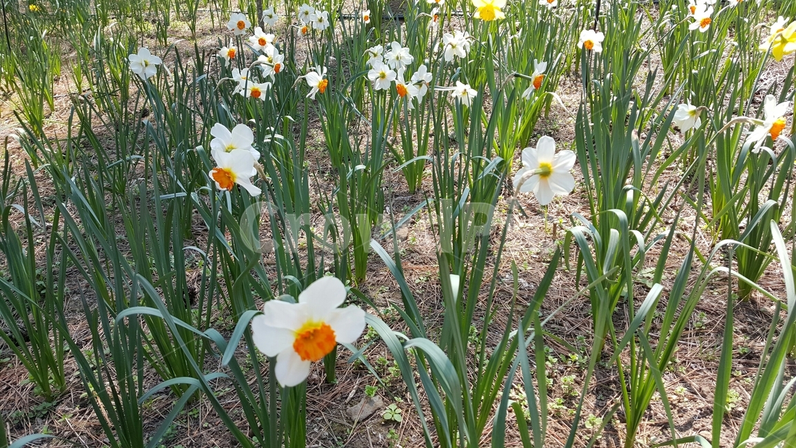 꽃,flower,blossom,식물,plant,수선화