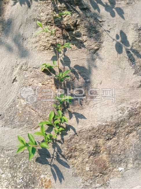 shadow, sprout, forsythia tree, pattern, leaf - Authentic Korean Stock ...