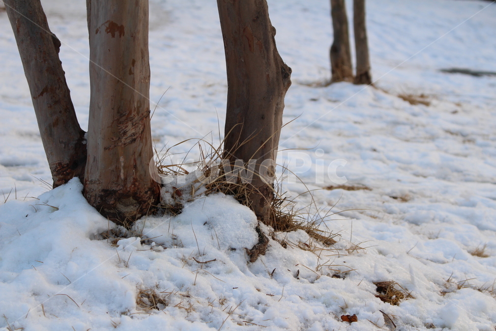 겨울,나무,눈,추운,자연,감성,눈밭,겨울,계절,winter,season