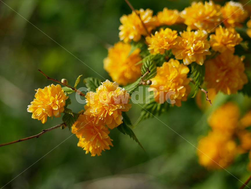 plant,식물,blossom,flower,꽃,자연