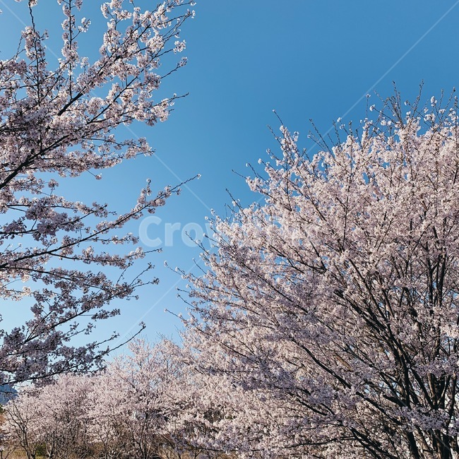 봄,벚꽃,꽃,하늘,감성,스냅,스냅샷,여유,일상,시골,산책