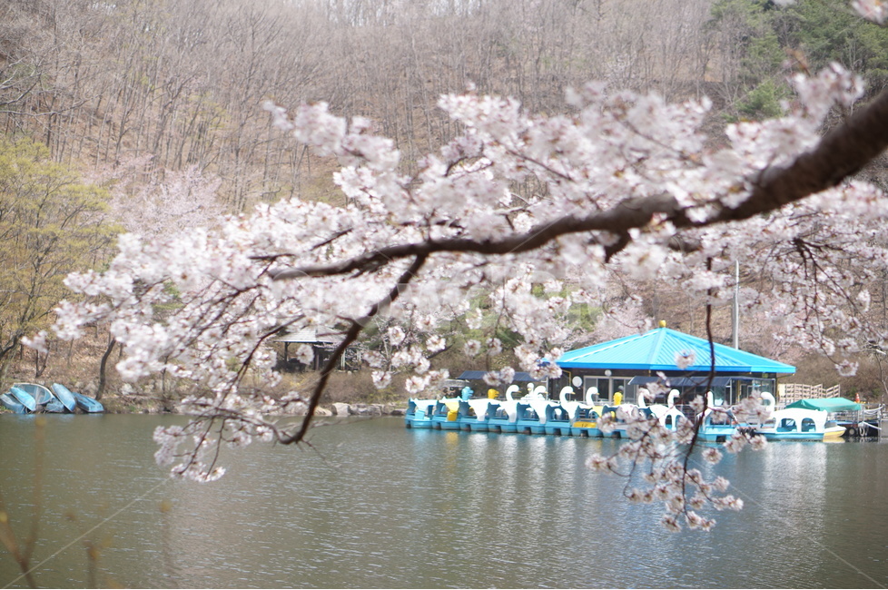 벚꽃,마이산,호수,봄,흐림,풍경,산,봄,계절,spring,season,식물,자연,plants,nature,꽃,flower,plant