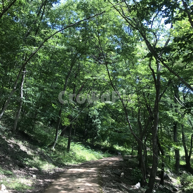 path,식물,초목,tree,나무,식물,자연,plants,nature,나무,trees,wood