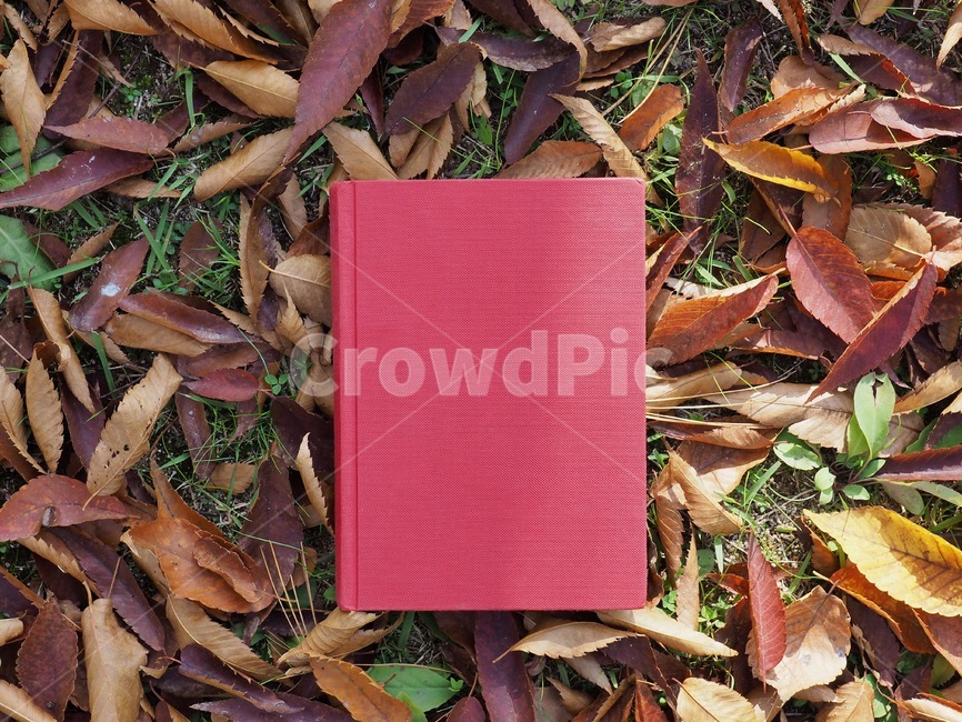 책,낙엽,단풍,잎,배경,도서,가을,빨간,자연,빨강색책,독서,book,deciduous,maple,leaf,background,books,autumn,red,nature,redbook,reading,가을,계절,fall,autumn,season,학용품,문구류,사무용품,school supplies,stationery,office supplies,plant,식물,ground,바닥