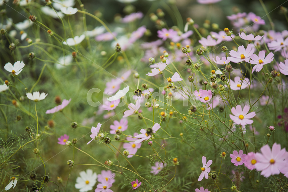 꽃,식물,flowers,botanical,plant,식물,자연,plants,nature,꽃,flower