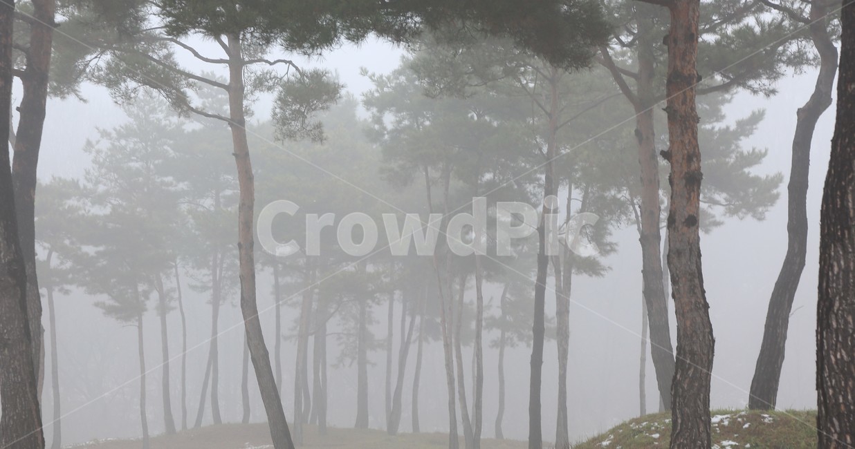 소나무,안개,자연,fog,날씨,나무,trees,wood