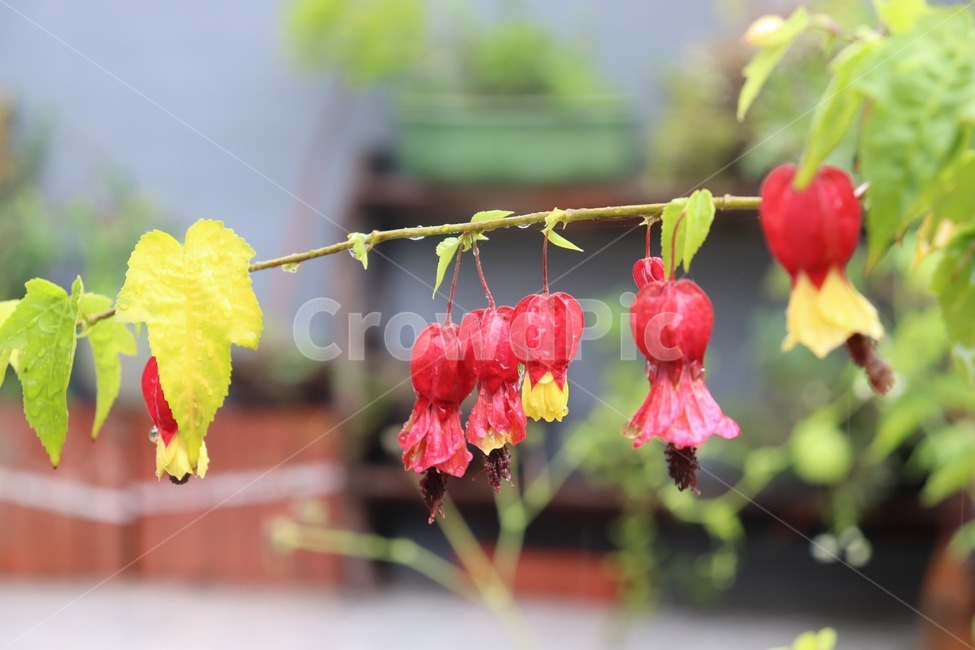 방울꽃,꽃,flower,식물,plant