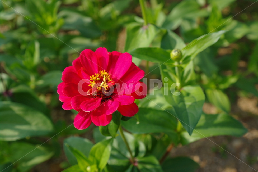 봄,꽃,자연,빨강,초록,식물,자연,plants,nature,꽃,flower
