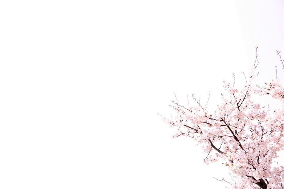 벚꽃,꽃,자연,나무,봄,꽃봉우리,핑크,하늘,분홍,가지,봄,계절,spring,season,plant,식물