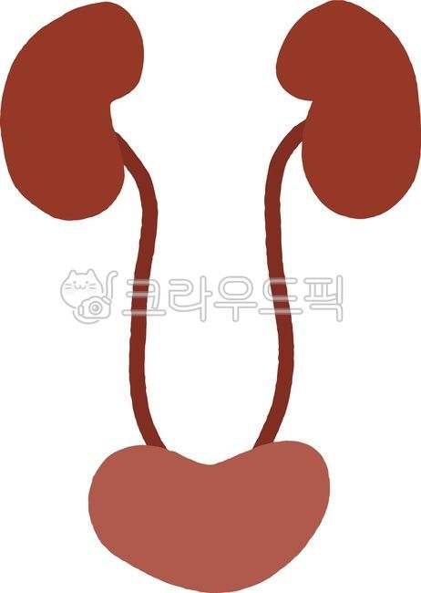 기관지,사람해부학적요소,신장,신체부위,인체,인체장기일러스트,인체해부학적요소,콩팥,해부학,인체일러스트
