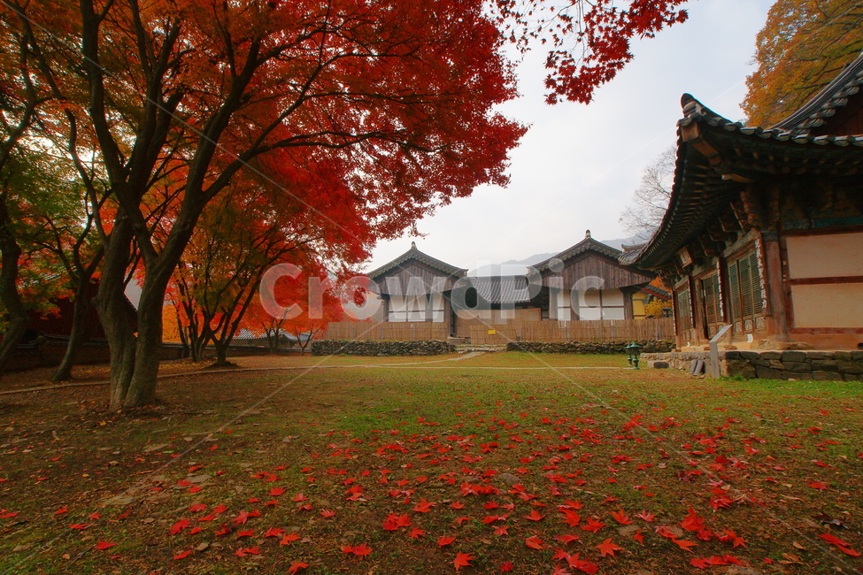 마곡사,사찰,불교,단풍,가을,유네스코,가을,계절,fall,autumn,season,자연,풍경,nature,landscape,한국자연풍경,한국자연경관,korea nature landscape,한국전통,한국문화,korean traditional,korean culture,건축물,건물외관,exterior,building,structure,architecture,construction,plant,식물,tree,나무
