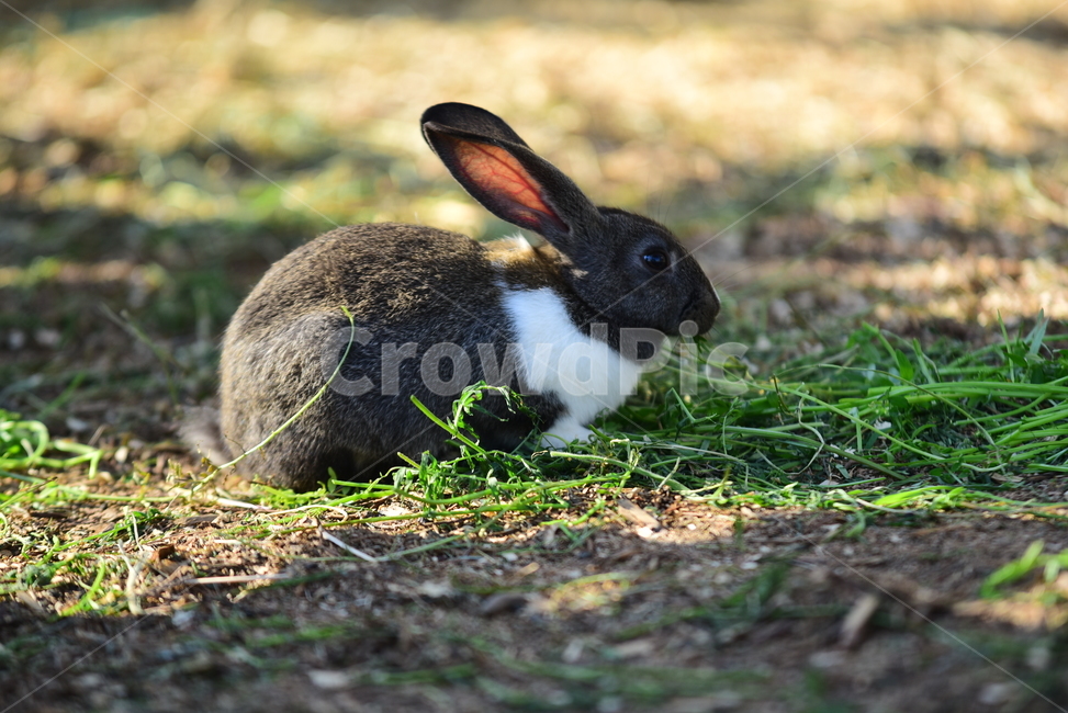토끼,집토끼,가축,동물,큰귀,귀여운,rbbit,animal,포유류,mammal