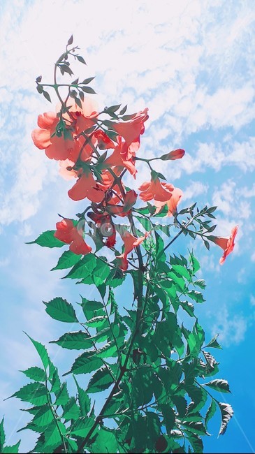 꽃,식물,자연,하늘,풍경,덩쿨,잎,능소화,주황색꽃,감성,여름햇살,여름꽃,청량함,여름풍경,여름하늘