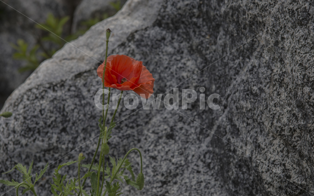 양귀비,꽃,poppy,flower,red,식물
