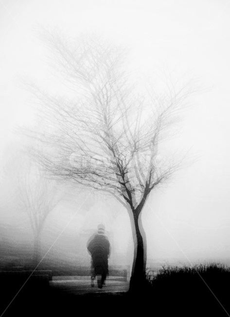 분위기,외로움,흑백,나무,안개,식물,자연,plants,nature,나무,trees,wood,고독함,외로움,쓸쓸함,우울함,슬픔,lonely,solitary,흑백,모노톤,monochrome,black and white