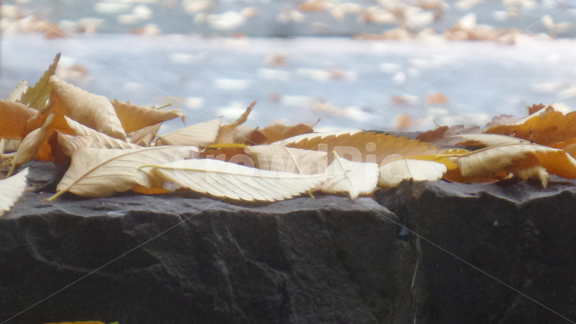 낙엽,나뭇잎,단풍잎,잎사귀,갈색잎,가을,계절,fall,autumn,season,leaf,잎,plant,식물