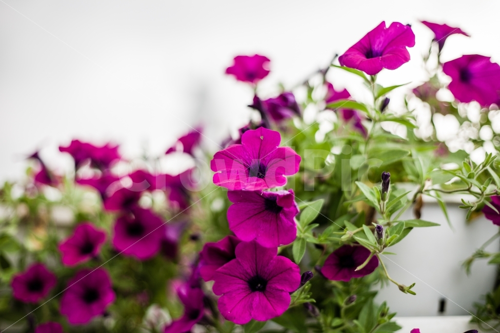 나팔꽃,솔뫼성지,꽃,천주교,성당,자연,풍경,식물,자연,plants,nature,꽃,flower