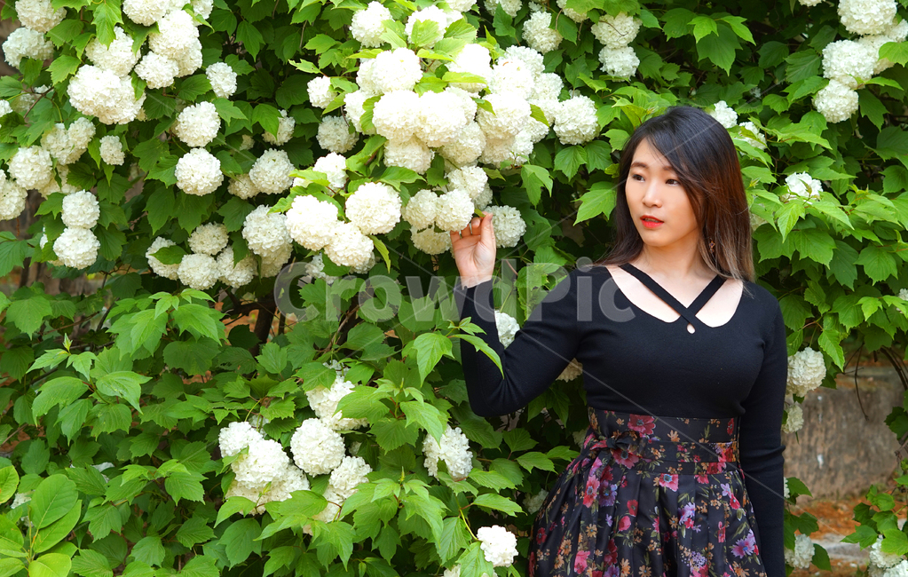 불두화,여성,생활한복,꽃,흰색꽃,flower