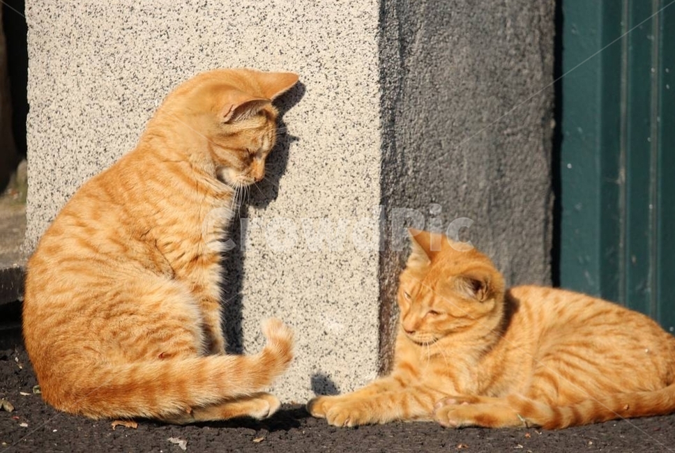 고양이,길고양이,길냥이,코숏,cat