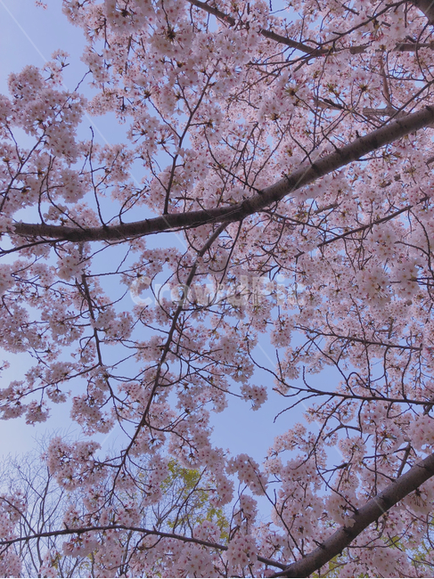 벚꽃,봄,꽃,분홍,자연,하늘,식물,pink,spring,flower,나무,봄,계절,spring,season,plant,blossom,cherry blossom
