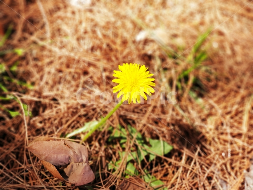 꽃,민들레,배경,노란색,노랑,봄,봄꽃