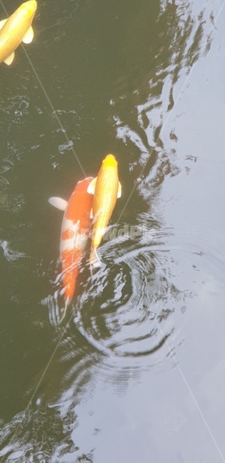 물고기,연못,잉어,생선,황금물고기,fish,동물,동물,animal,어류,물고기,fish