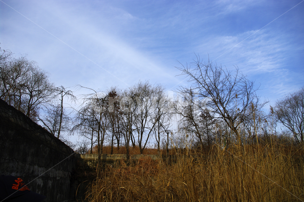 겨울,나무,공원,식물,plant,하늘,구름,자연,풍경,nature,landscape,outdoors,옥외,building,건물
