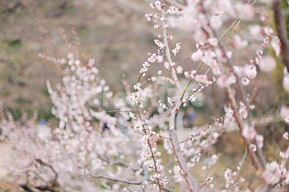 하동,hadong,매화,매화축제,매화꽃,꽃,flower,봄,계절,spring,season,식물,자연,plants,nature,꽃,flower,plant,blossom