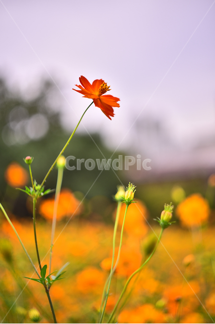 노랑코스모스,코스모스,꽃,가을꽃,꽃밭,야외,노랑색,가든,옥외,park,flowers,yellowcosmos,garden,background,yellow,올림픽공원,들꽃마루,outdoors,field,들,자연,nature,진노랑색꽃,가을배경,가을분위기,계절,시즌,season,보케,빛망울,plant,식물,blossom,배경,바탕,백그라운드,가을,계절,fall,autumn,season,식물,자연,plants,nature,꽃,flower,leaf,잎