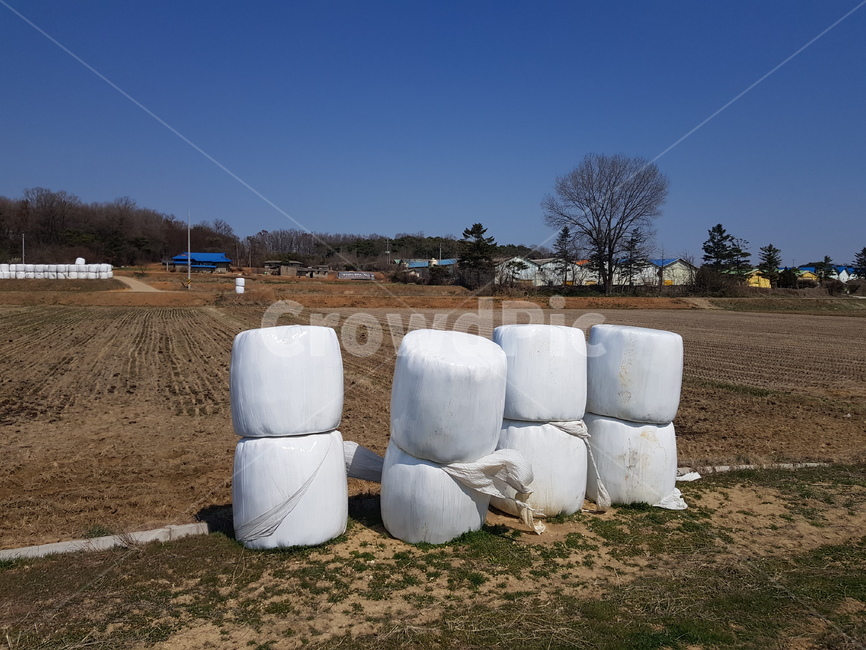 건초덩어리,가축사료,농사수확철풍경,볏짚,시골,산업,industry,industrial,농업,농사,agriculture,farming,farming industry