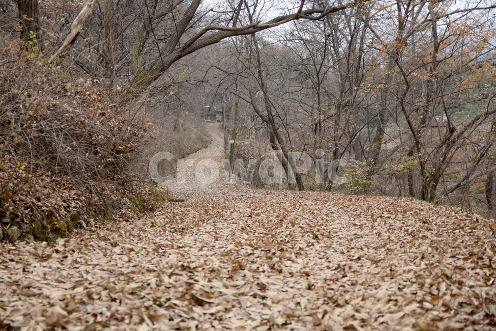 낙엽길,나무,낙엽,나뭇잎,갈색,갈잎,떨어진잎,leaves,감성