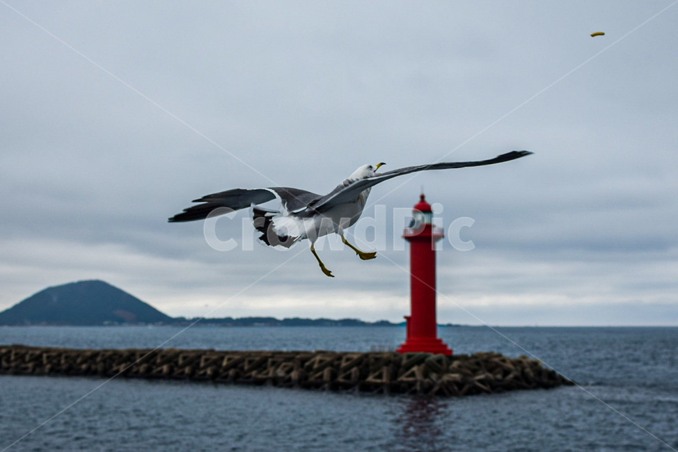 탑,새,바다,동물,등대,등대,lighthouse,동물,animal,조류,새,birds