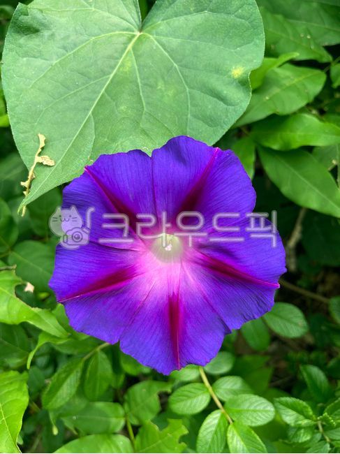 round morning glory,flower therapy,flowergarden,flower garden,round leaf morning glory,summer,purple flower,Morning Glory,Flowers in full bloom,close up,blossom,full bloom,flower,morning glory,wildflowers,closeup,plant,purple,garden,purpleflower,morninggl