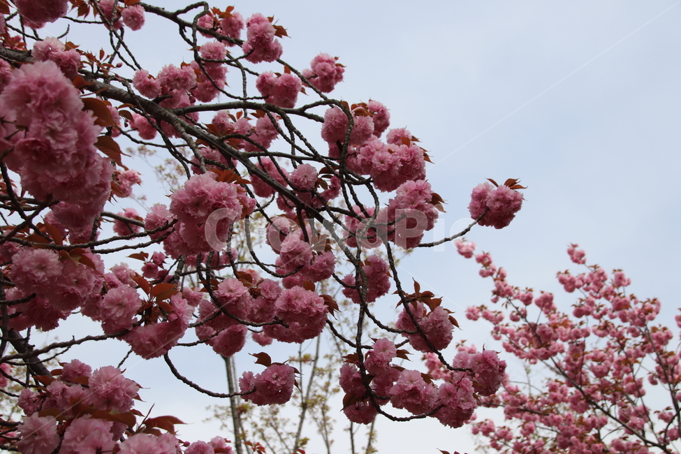 왕벚꽃,겹벚꽃,벚꽃,꽃,자연,봄,계절,spring,season,식물,자연,plants,nature,꽃,flower,plant,blossom