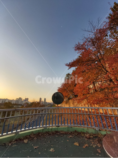 가을,나무,plant,식물,tree,sunset,산책로,노을,낙엽
