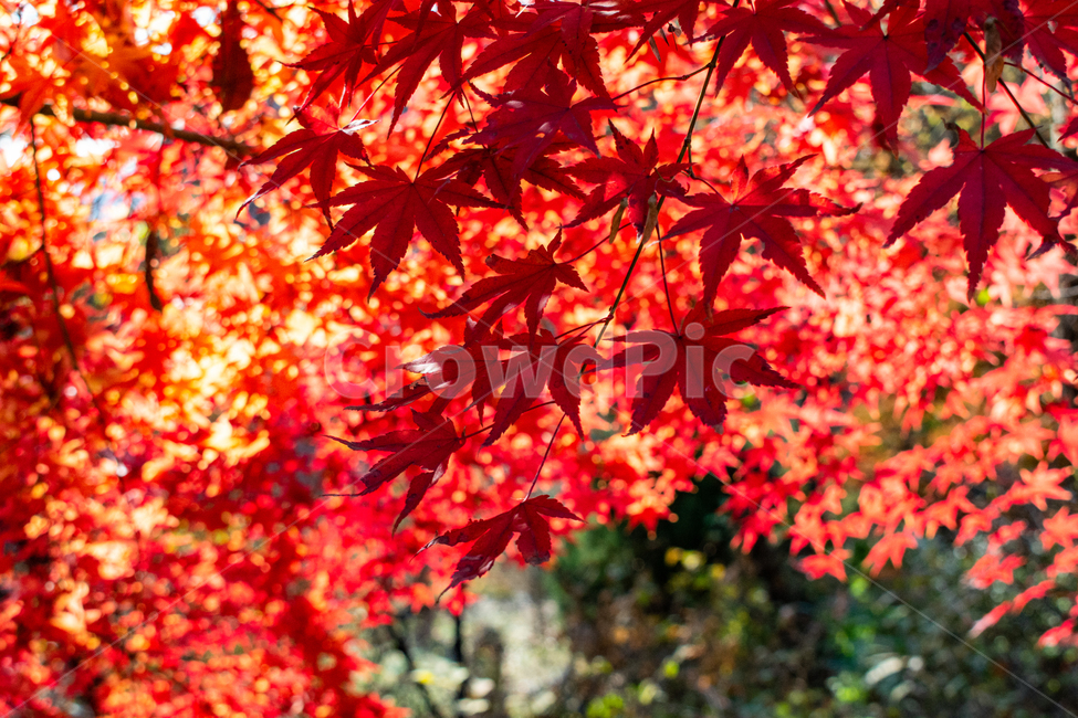 단풍잎,단풍나무,가을,나무잎,fall,autumn,가을,계절,fall,autumn,season,leaf,잎,plant,식물,tree,나무,maple,단풍