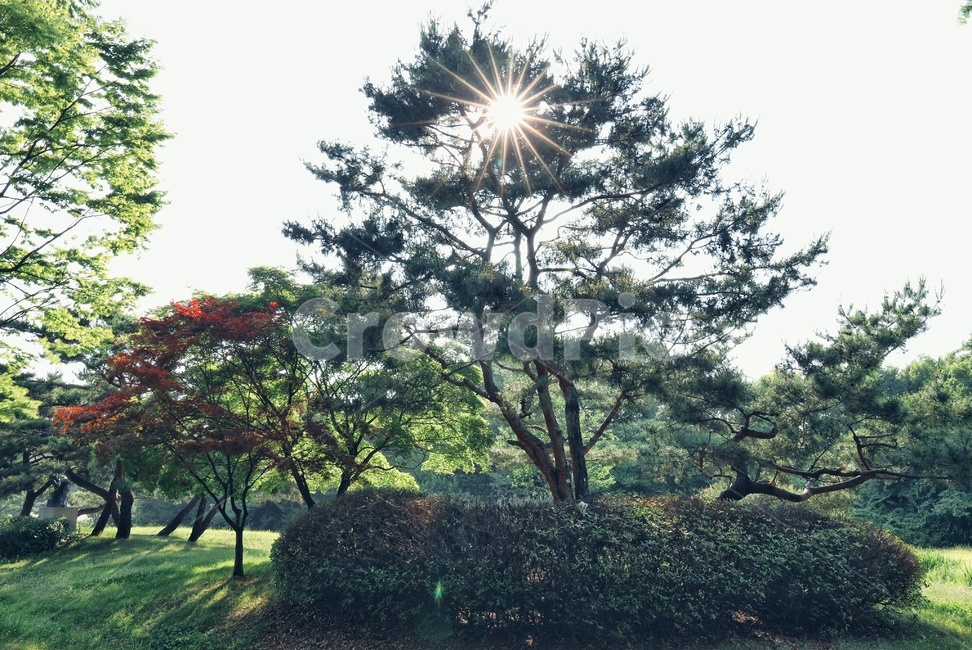 숲,나무,빛,햇살,산책,태양,산림욕,여름,오후,숲길,소나무