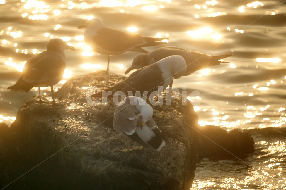 갈매기,새,바닷가,물결,조류,야생,바위,동물,animal,조류,새,birds