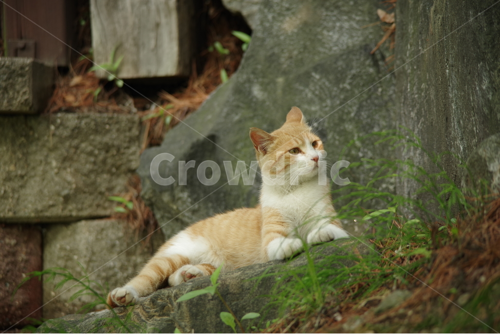 photo,Korean Shorthair,stray cat,cat,stripe,nose short,animal,Street,background photo,tabby,photography,snap