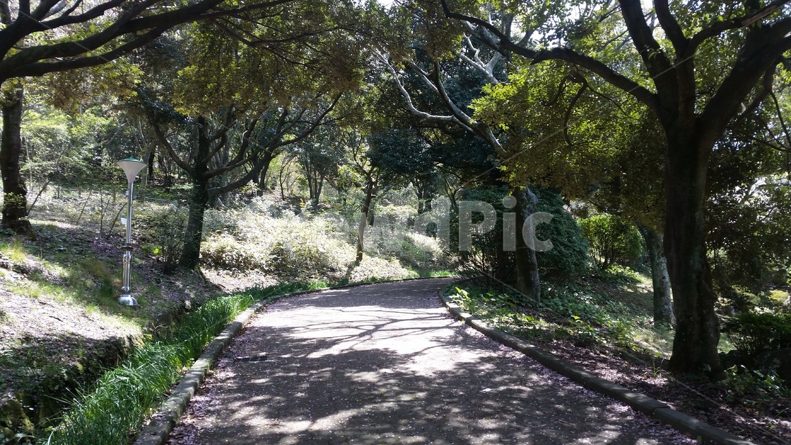 공원,나무,나뭇잎,자연,풍경,park,tree,nature,landscape,scenery
