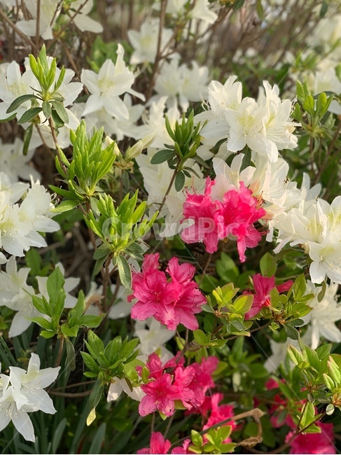 꽃,진달래,식물,자연,흰색,분홍색,흰꽃,분홍꽃,봄,flower,azalea,nature,plants,pink,white,spring